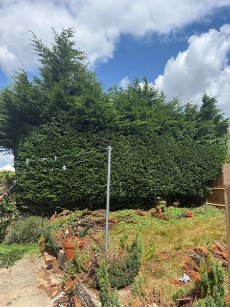 Back garden strewn with brown and green conifer clippings below a tall hedge and washing line pole