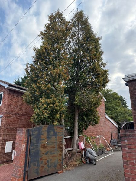 Two tall conifers growing against a brick house and fence with overhead wires nearby