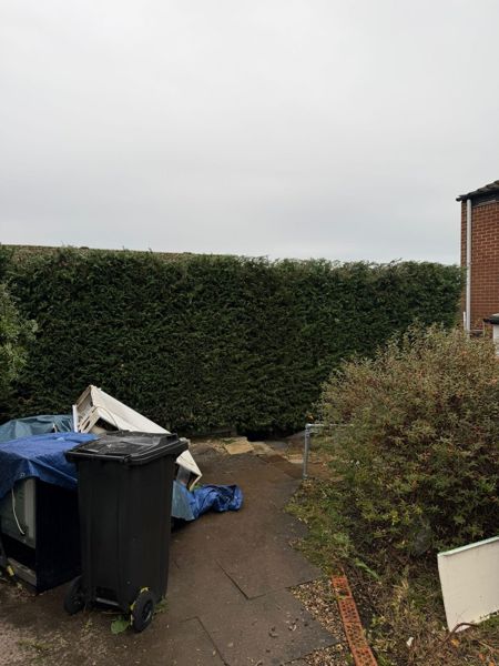 Tall dark green Leylandii hedge beside a paved path with a wheelie bin and tarpaulin