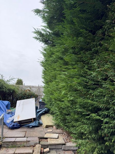 Close view of the thick green side of a tall Leylandii hedge above a patio