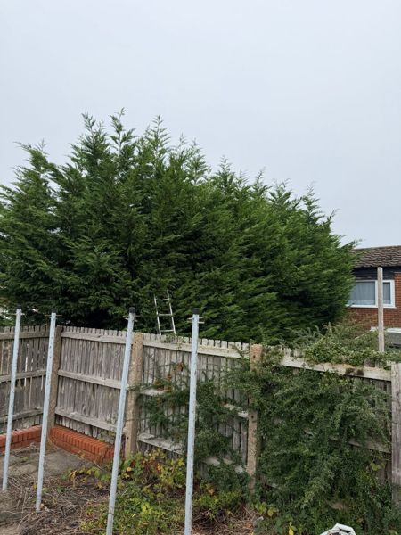 Leylandii tops rising above a wooden panel fence with an aluminium ladder leaning on the hedge