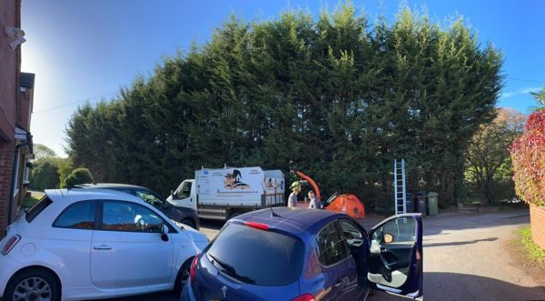 Very tall conifer hedge above a driveway with a work truck, orange chipper and ladder