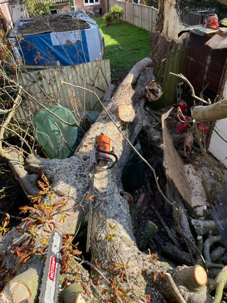 Large fallen tree trunk covered in sawdust with a chainsaw resting on it beside fences and a shed