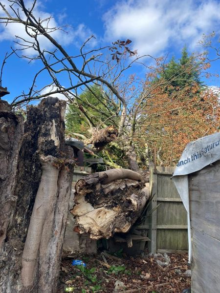 Torn rotten tree base and stump beside a wooden fence panel and shed after the tree came down