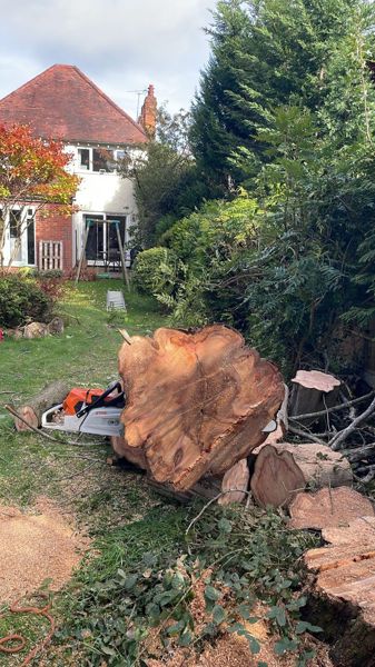 Large cross-section of a cut fir trunk on a lawn with a chainsaw beside it, and a house behind