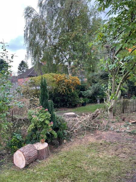 Cut logs and a low stump on a lawn with shrubs and a weeping birch behind