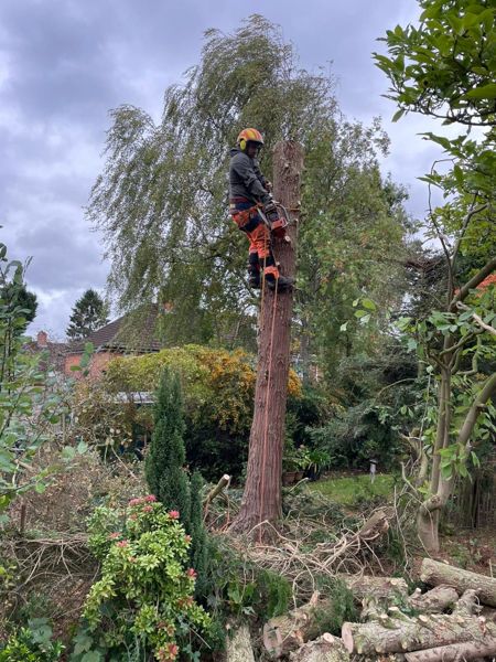 Tree climber in helmet and orange trousers on ropes high on a bare fir stem