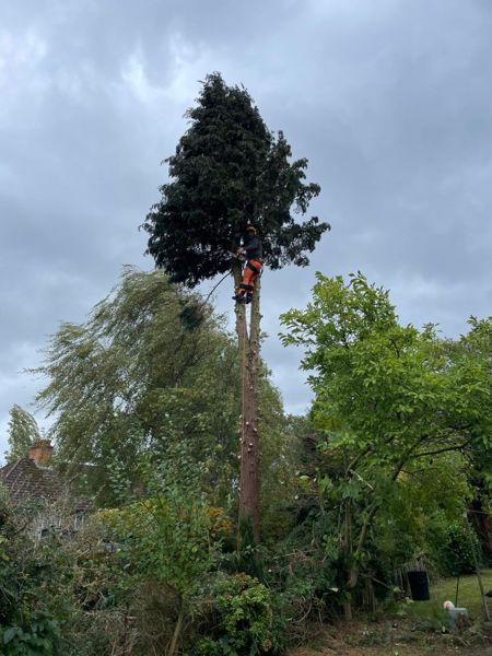 Tree climber near the top of a tall fir with a green crown, against a cloudy sky