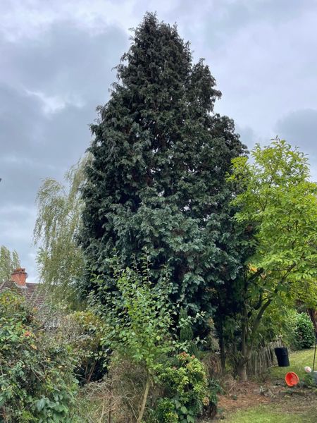 Tall dark fir tree rising above garden shrubs, a birch and a magnolia under a cloudy sky