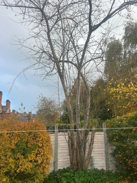 Tall bare tree with several stems growing in front of a wooden fence, with autumn shrubs either side