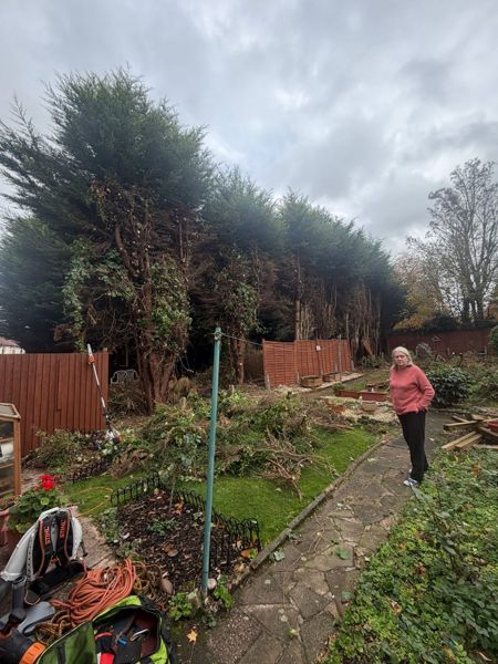 Row of tall conifers with cut branches piled on a lawn and a woman standing beside a garden path