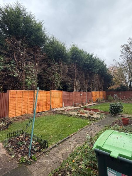 Tall conifers behind a fence with bare lower stems visible, above a lawn, gravel border and stone path