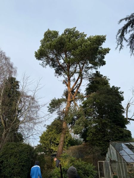Tall pine with orange upper bark and a full crown, standing behind a greenhouse and among other conifers