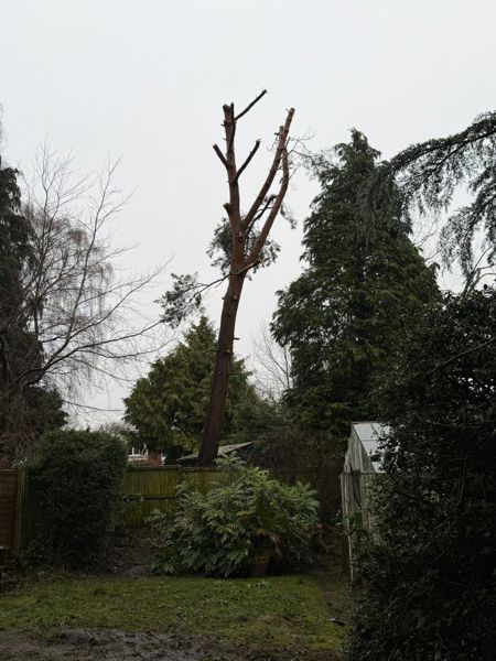 Bare pine stem with short cut branch stubs standing above a fence, with conifers and a greenhouse around it