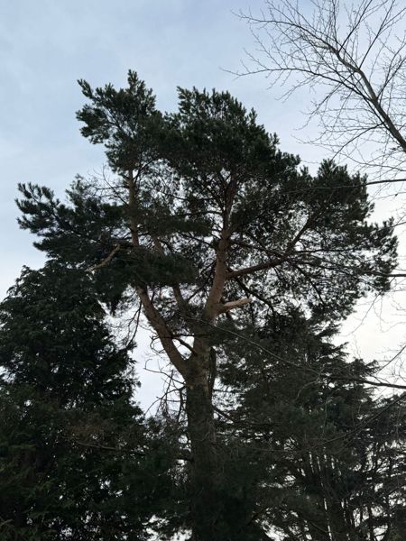 Upward view through the dark branches of a pine against a pale sky, with a broken branch in the crown