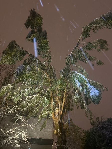 Tall tree with long drooping leaves under falling snow at night, lit from below