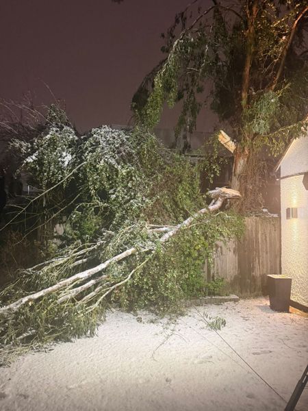 Long snow-covered branch lying across a hedge and fence beside a lit house wall, with snow on the ground