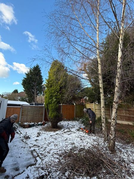 Two white-barked birches and a golden conifer in a snowy garden with two people and a chainsaw on the ground