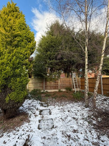 Snowy garden with a ladder against the rear fence, a golden conifer on the left and white birches on the right