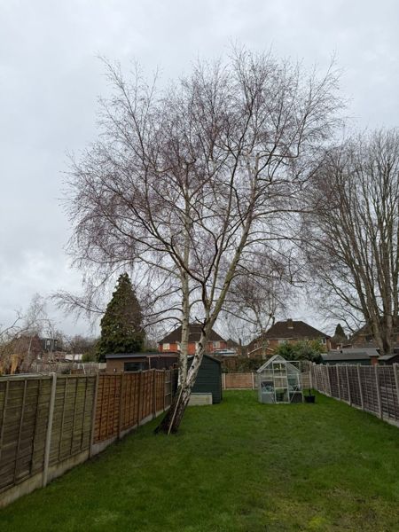 Tall silver birch with a wide bare crown leaning beside a fence in a long garden