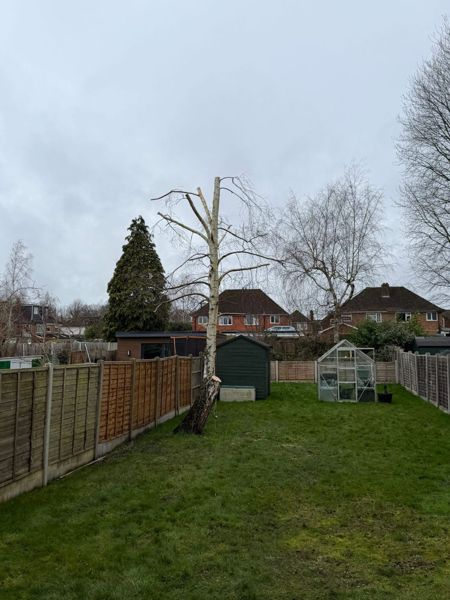 Silver birch with most of its upper branches removed, standing near a shed and greenhouse