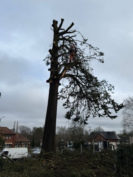 Climber in orange working near the top of a tall conifer with the upper stem already cut away