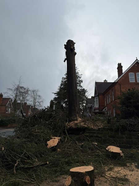 Tall bare conifer trunk above cut logs and branches with period houses behind