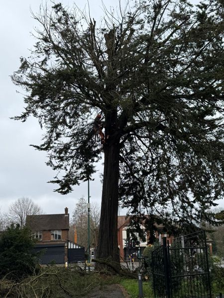 Climber standing in the dense crown of a large conifer beside a black metal gate