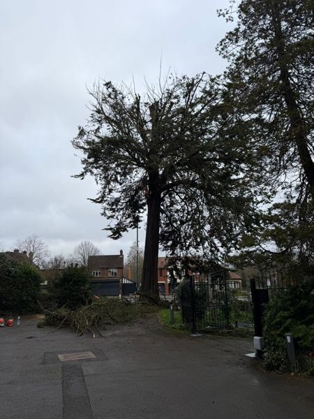 Fallen conifer branches on a tarmac drive below the partly dismantled tree