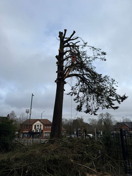 Climber among cut stubs at the top of a conifer being taken down in sections