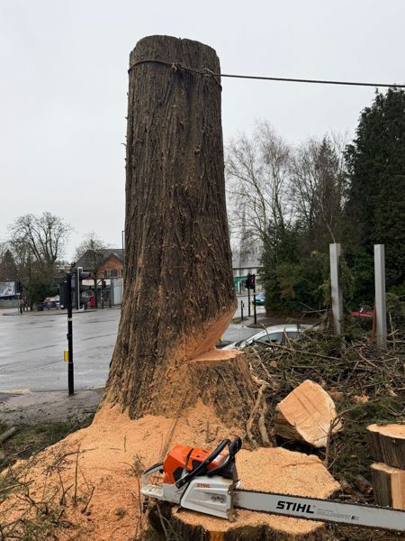 Large conifer trunk with a notch cut near the base and a chainsaw resting on sawdust