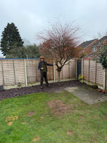 Person in a helmet beside a small bare ornamental tree in a slate chipping border