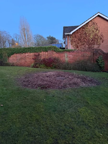 Tall rounded evergreen shrubs on a lawn beside a brick wall and a house with climbing plant