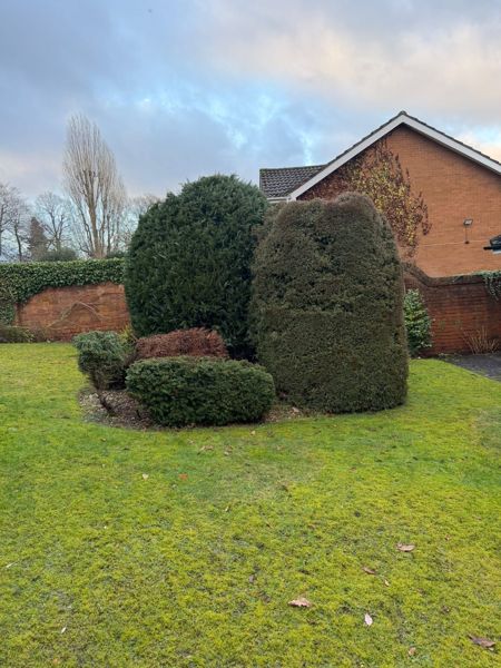 Circular patch of bare chipped soil on a lawn in front of an ivy-topped brick wall