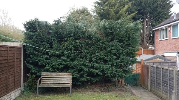 Large dense conifer hedge behind a wooden garden bench next to old fence panels