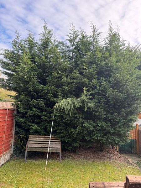 Tall leylandii-type hedge behind a wooden bench with red fence panels at the side of the garden