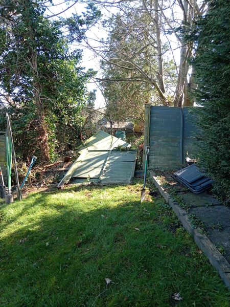 Old fence panels fallen over among ivy and shrubs in a garden before replacement