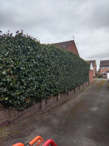 Thick ivy covering a boundary hedge and low brick wall beside a tarmac lane
