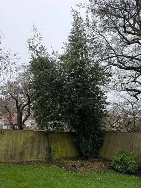 Tall evergreen tree growing in the corner of a garden fence with a chainsaw at its base