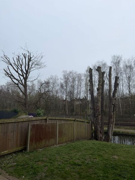 Tree reduced to several tall cut limbs beside a garden fence and canal towpath