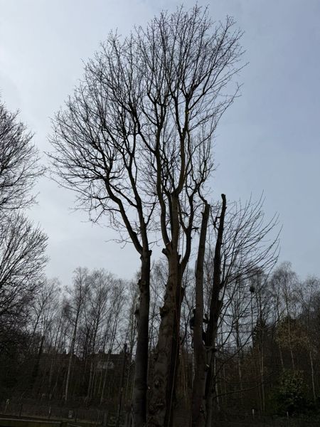 Tree surgeon climbing high in a tall bare tree with ropes running down the trunk