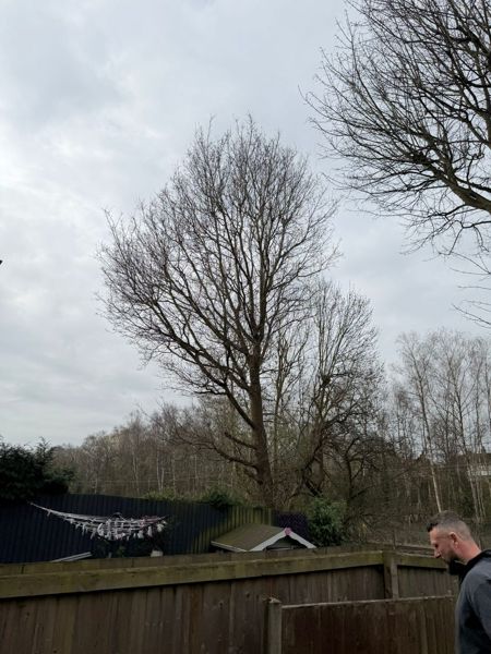 Tall bare tree rising above garden fences with a man standing at the edge of the frame
