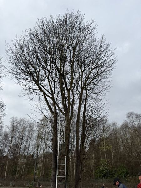 Ladder leaning against a tall multi-stemmed tree with a large rounded crown against grey sky