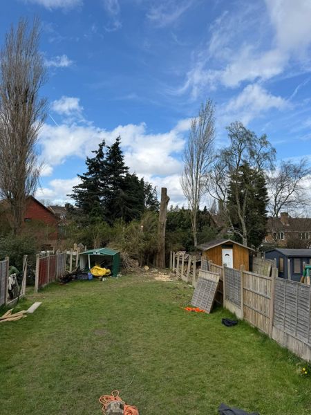 Long lawn with sheds and a bare tree trunk at the far end after branches were cut