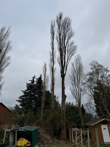Climber roped high on a tall poplar tree above a green shed and wooden outbuilding