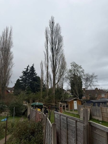 Tall poplars rising behind garden fences and sheds with a climber near the top of one