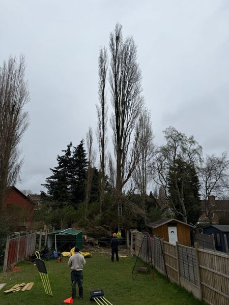 People standing on a lawn below tall poplars with a ladder leaning against the trunk