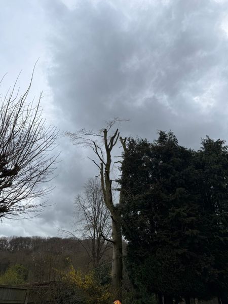 Tree cut back to a few short limbs standing next to a tall dark conifer hedge