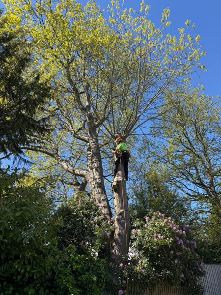 Climber high in a tree crown with a rope running down past flowering rhododendrons