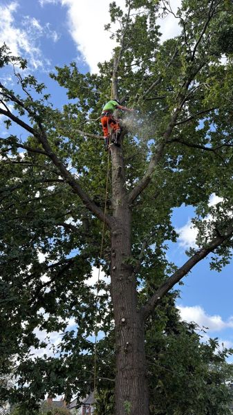 Climber in a bright top cutting near the crown of a tall oak with sawdust in the air